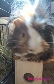 Pietruszka , Male, 39, Głuszyca, Polska, Photo: 4