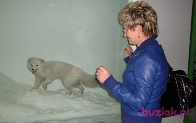 lilka5, Female, 63, Jasło, Polska, Photo: 2