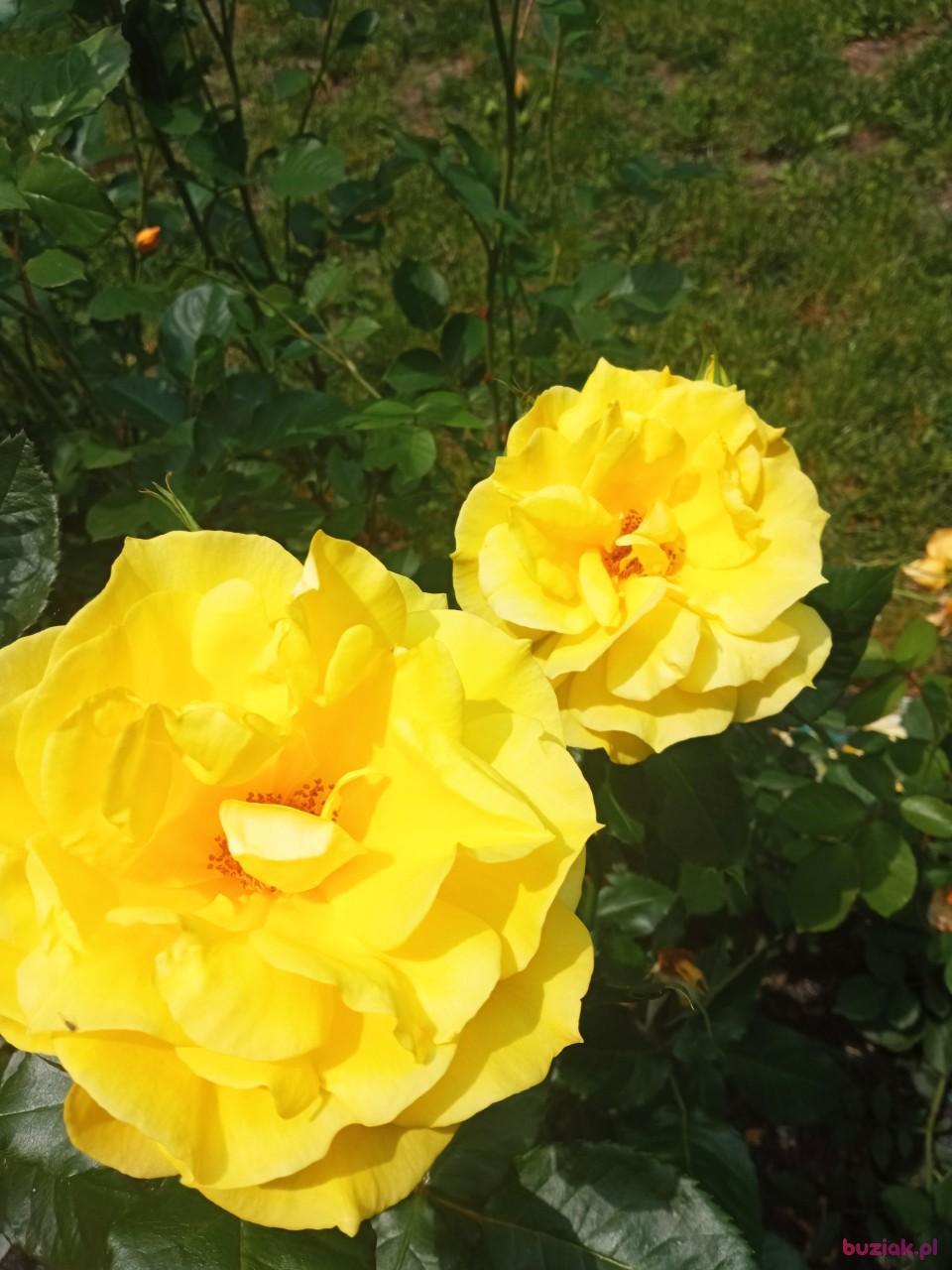 Adam, Male, 67, Szczawnica, Polska, Photo: 2