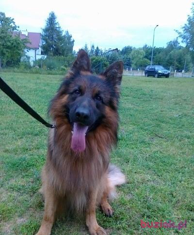Andrzej, Mężczyzna, 57, Legionowo, Polska, Zdjęcie: 5