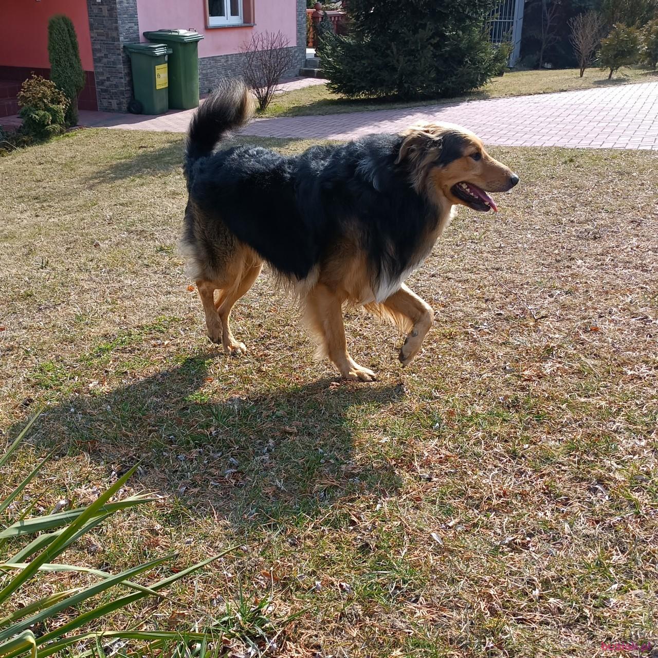 stelvio, Male, 61, Tarnów, Polska, Photo: 2