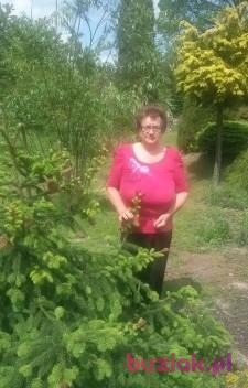  Irena, Kobieta, 71, Polska, Zdjęcie: 5