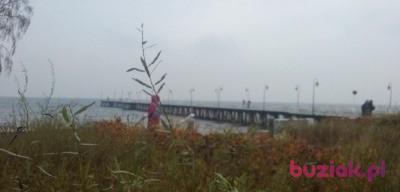 Judyta , Female, 31, Gdynia, Polska, Photo: 9