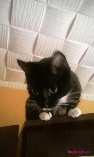 adrian, Mężczyzna, 39, Janikowo, Polska, Zdjęcie: 3