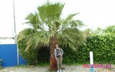 Honorata, Female, 50, Kalisz, Polska, Photo: 2
