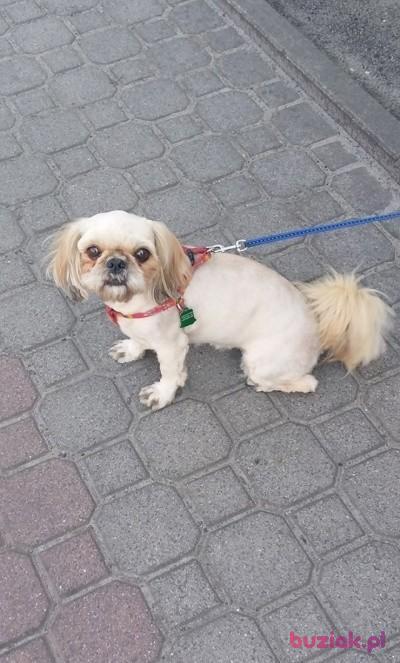 genia123, Female, 75, Poniec, Polska, Photo: 3
