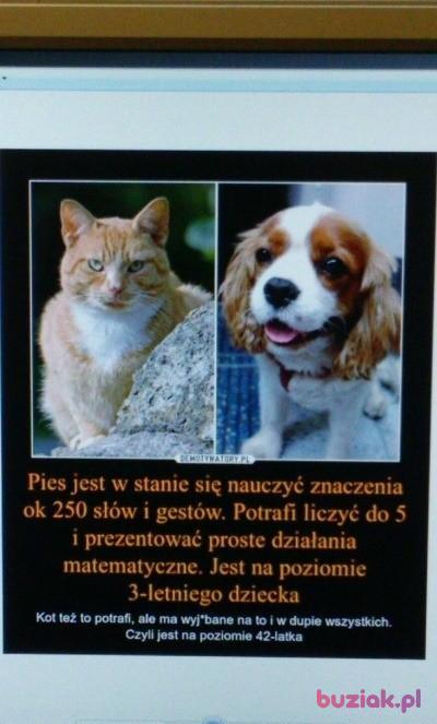 Krzysztof, Mężczyzna, 52, Katowice, Polska, Zdjęcie: 5