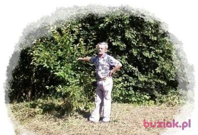 jerzy, Male, 78, Gliwice, Polska, Photo: 2