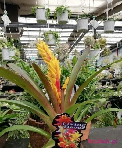 Ryszard, Male, 66, Dzierżoniów, Polska, Photo: 8