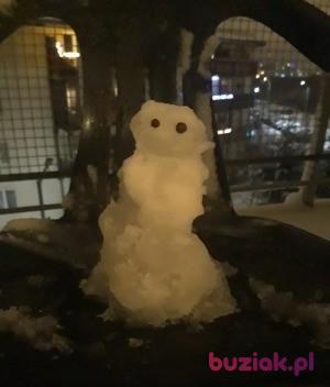 brakmikogos, Kobieta, 48, Gdańsk, Polska, Zdjęcie: 2