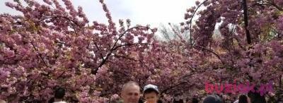 andrzej krepa, Male, 64, Tarnobrzeg, Polska, Photo: 4