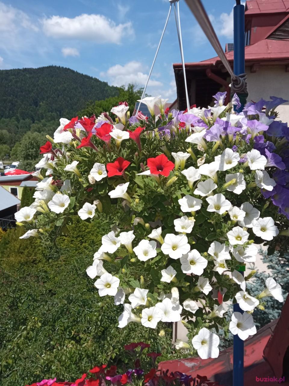 Adam, Male, 67, Szczawnica, Polska, Photo: 3