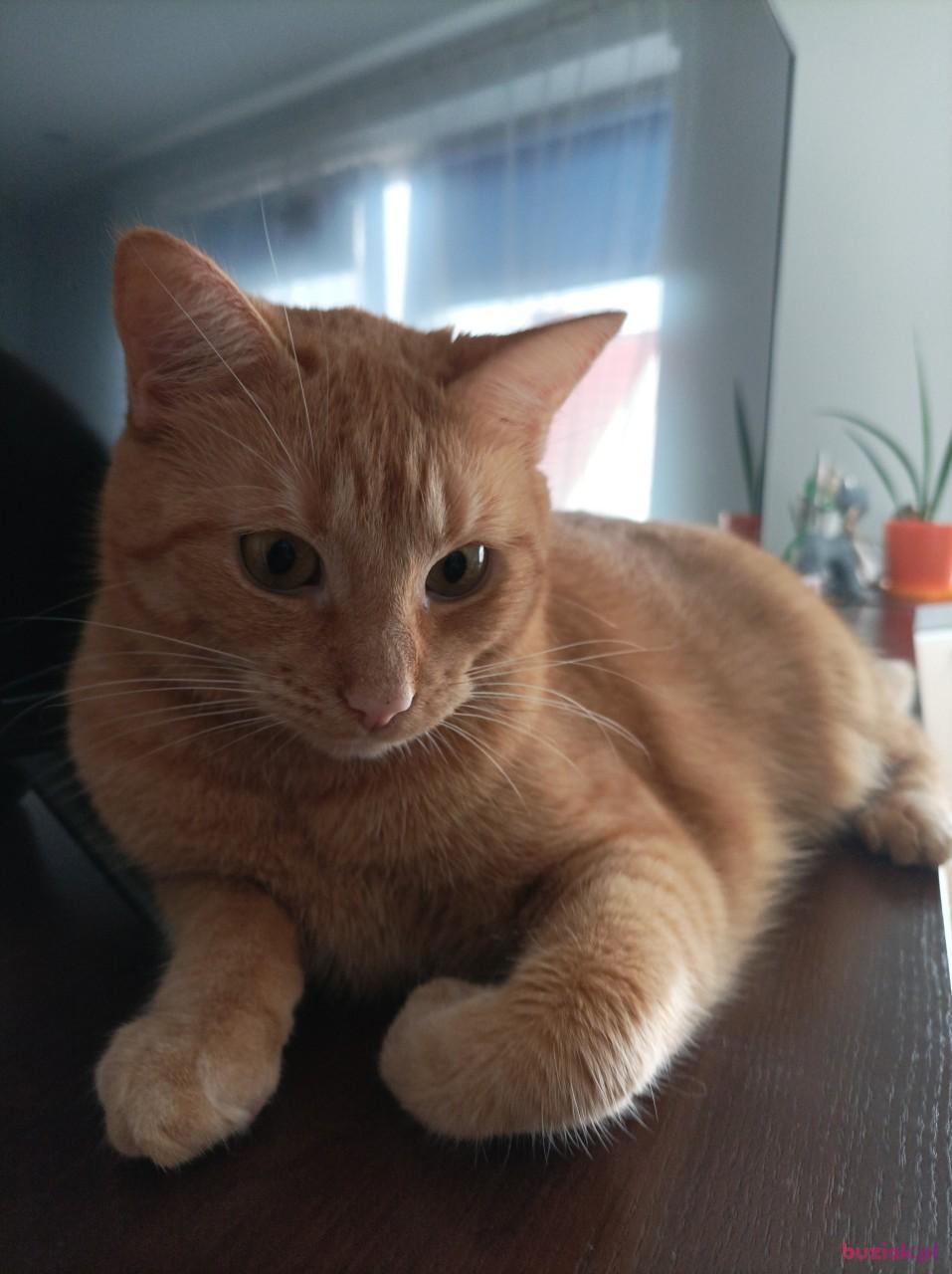 Marcin, Male, 46, Mieszkowice, Polska, Photo: 4