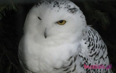 czeslawfajny, Male, 62, Kazimierza Wielka, Polska, Photo: 10