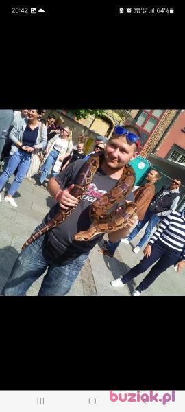Adrian, Male, 30, Pruszcz Gdański, Polska, Photo: 6