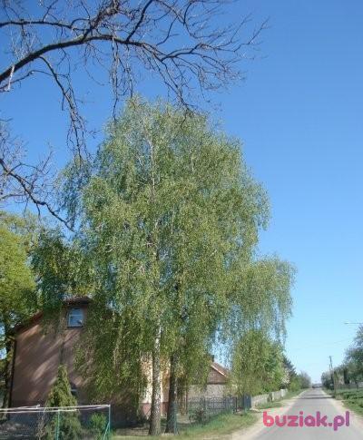 michal, Mężczyzna, 50, Łódź, Polska, Zdjęcie: 2