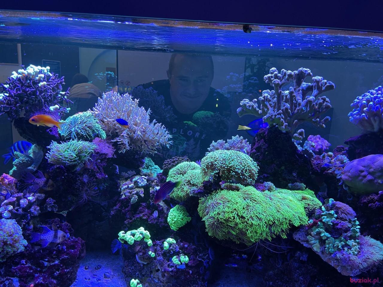 Michał, Mężczyzna, 37, Zgierz, Polska, Zdjęcie: 206