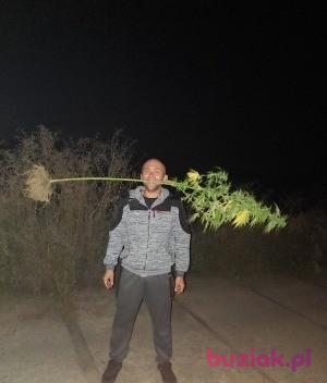 Marcin, Mężczyzna, 34, Sulechów, Polska, Zdjęcie: 3