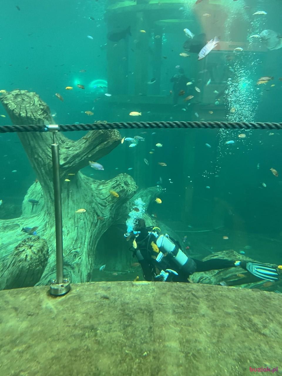 Pawel, Male, 40, Rotterdam, Holandia, Photo: 4