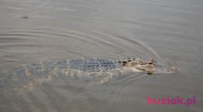 Spider, Mężczyzna, 44, Krosno, Polska, Zdjęcie: 5