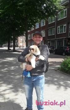 Piotr, Male, 39, Rotterdam, Holandia, Photo: 2