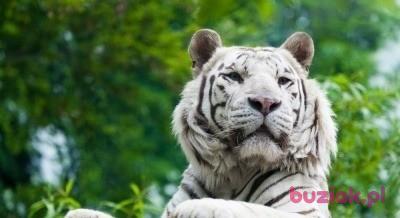 Snowtiger007, Male, 46, Rabka, Polska, Photo: 4