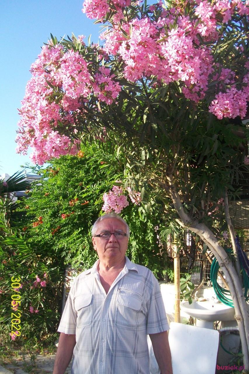 Jerzy, Mężczyzna, 77, Rybnik, Polska, Zdjęcie: 6