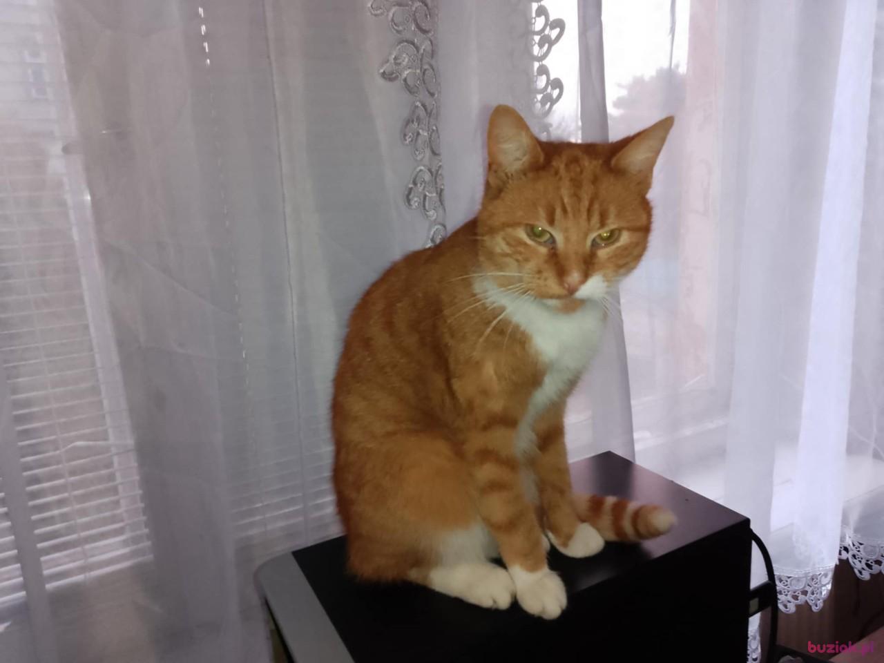 Tomasz, Male, 59, Krosno Odrzańskie, Polska, Photo: 3