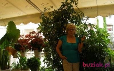 ALINA, Kobieta, 72, Polska, Zdjęcie: 2