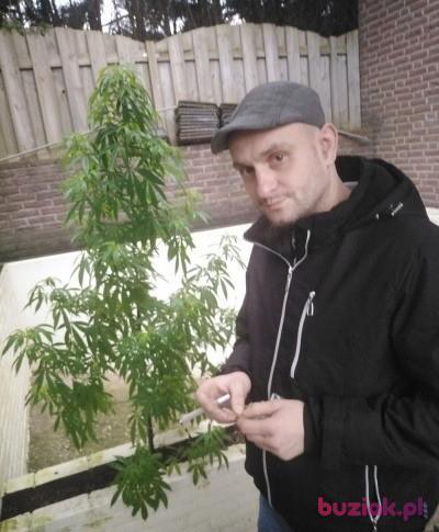 cebul1986, Male, 40, Holandia, Photo: 4