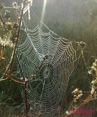 Fajne:)), Mężczyzna, 64, Polska, Zdjęcie: 3