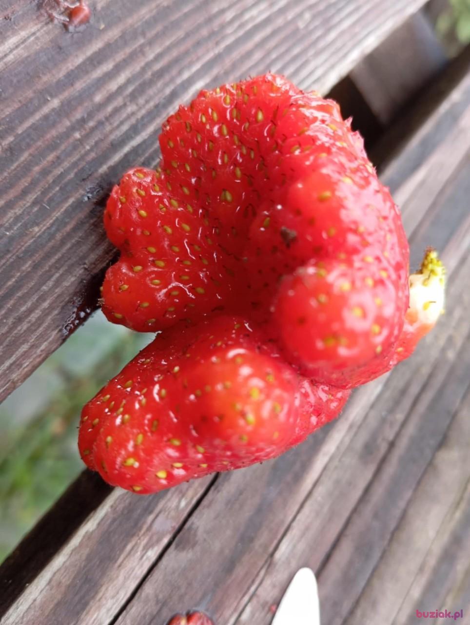 jurek, Male, 63, Opole Lubelskie, Polska, Photo: 3