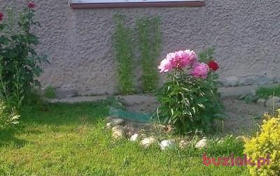 wlodek, Male, 52, Bochnia, Polska, Photo: 3