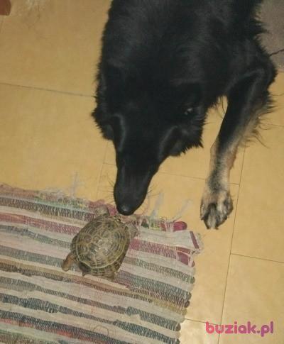 krzys, Mężczyzna, 71, Łódź, Polska, Zdjęcie: 2
