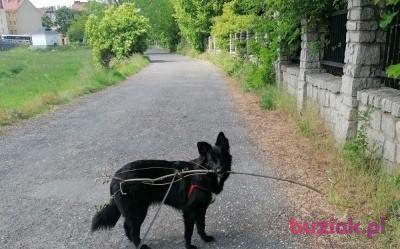 Mariusz, Male, 40, Legnica, Polska, Photo: 5