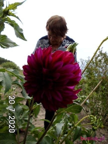 Zofia, Female, 75, Człuchów, Polska, Photo: 5