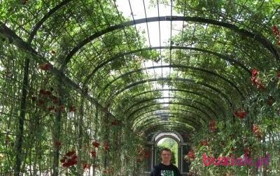 djbajer, Male, 39, Kamienna Góra, Polska, Photo: 7