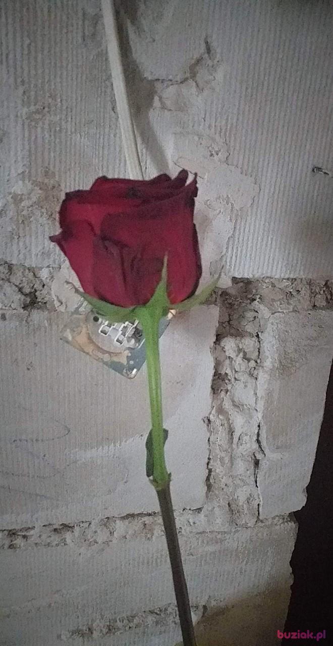 Andrzej, Mężczyzna, 32, Niemcy, Zdjęcie: 2