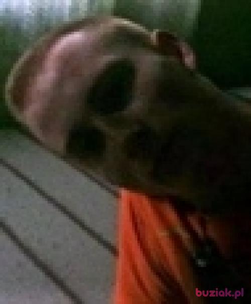 MacSta, Male, 31 years, Leśna
